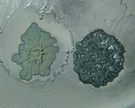 soil bacteria soil bacteria